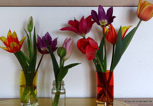 26-04-08-tulpen-selbst gepflueckt-008