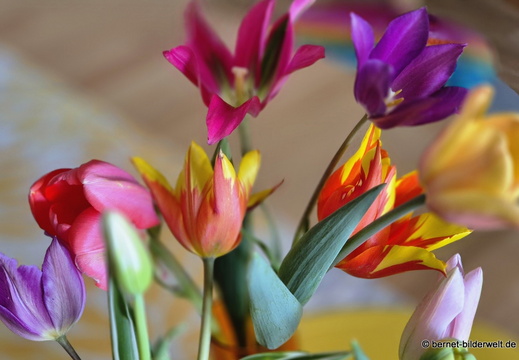 26-04-08-tulpen-selbst gepflueckt-005
