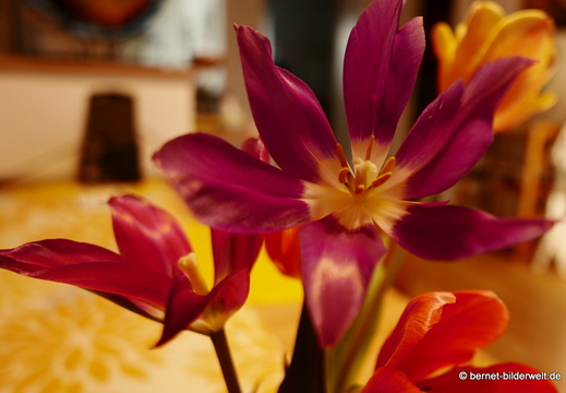 26-04-10-tulpen-001