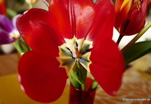 26-04-10-tulpen-002