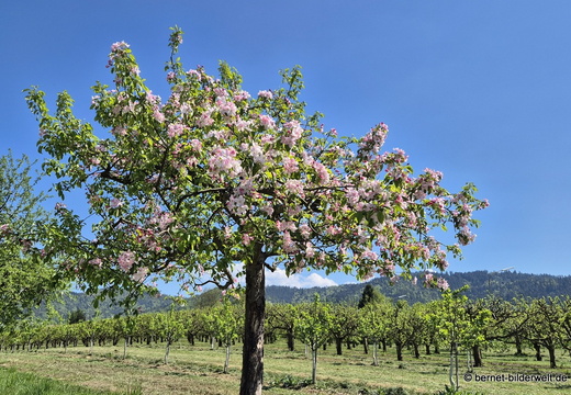 26-04-18-obstbluete