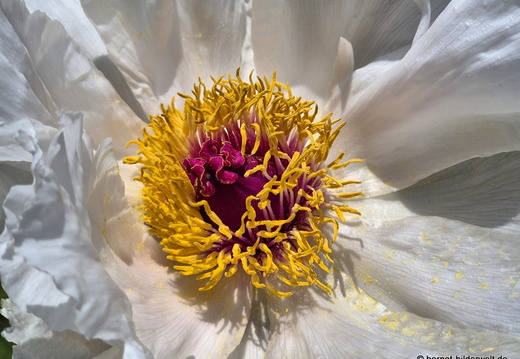 26-04-19-pfingstrose-001