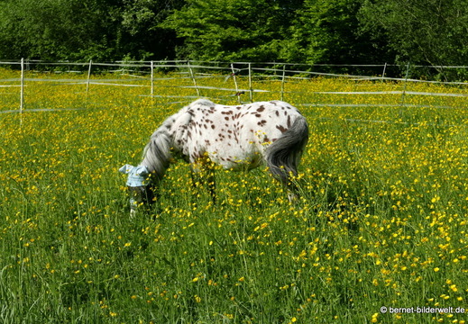 26-04-26-griesheim-am muehlbach-018