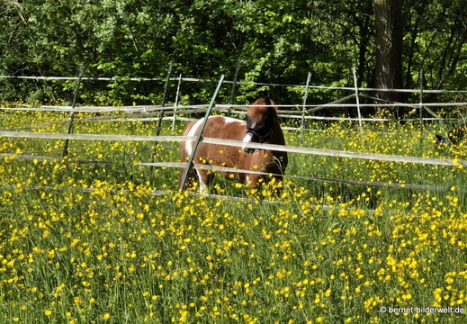 26-04-26-griesheim-am muehlbach-019