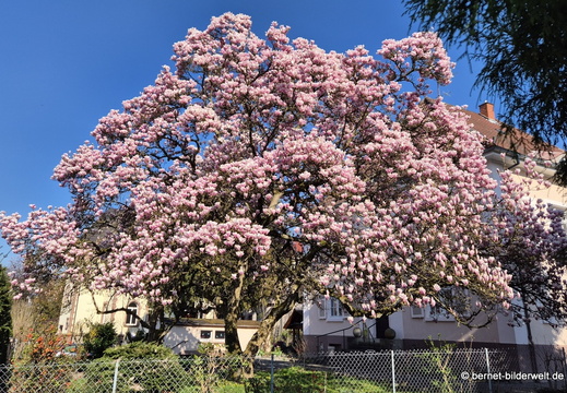 26-03-19-fruehlingsbaeume-magnolie-001