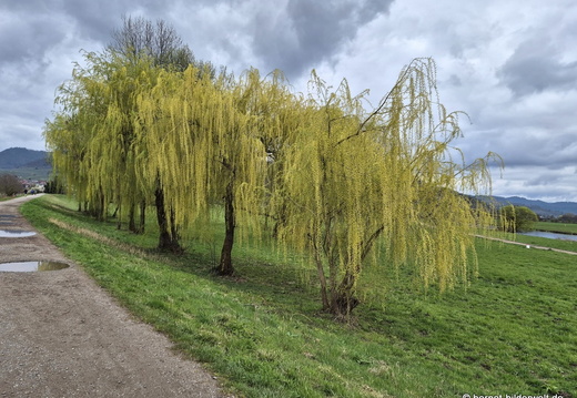 26-03-16-fruehlingsblueten-001