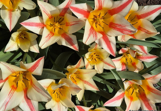 26-03-24-fruehling-tulpen-001