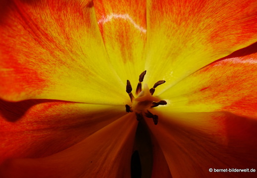 26-03-27-tulpen-nah-004
