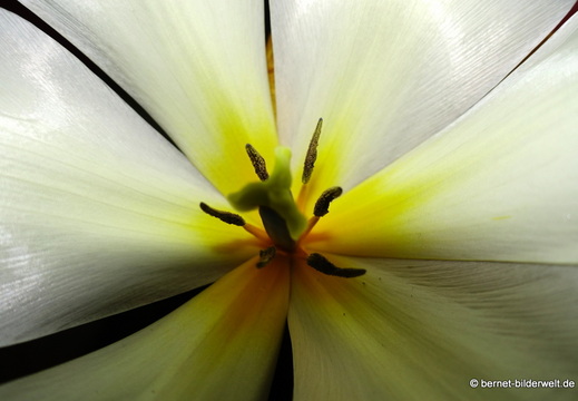 26-03-27-tulpen-nah-005