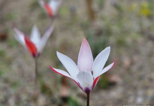 26-04-05-tulpe-001