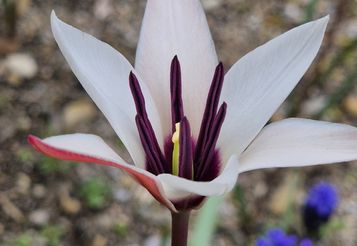26-04-05-tulpe-