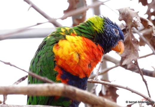 26-08-09-walsrode-vogelpark-005