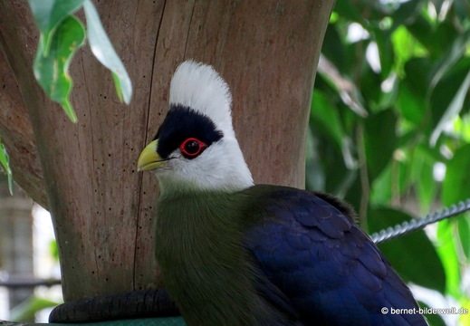 26-08-09-walsrode-vogelpark-018