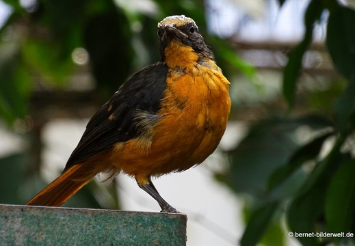 26-08-09-walsrode-vogelpark-026