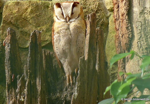 26-08-09-walsrode-vogelpark-035