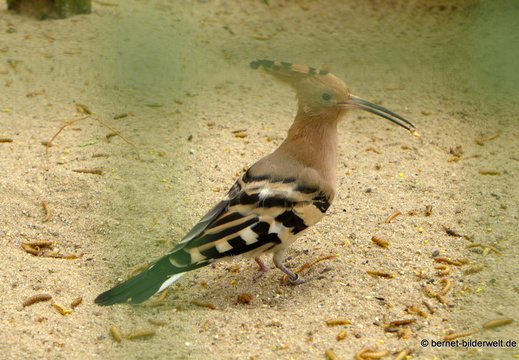26-08-09-walsrode-vogelpark-041