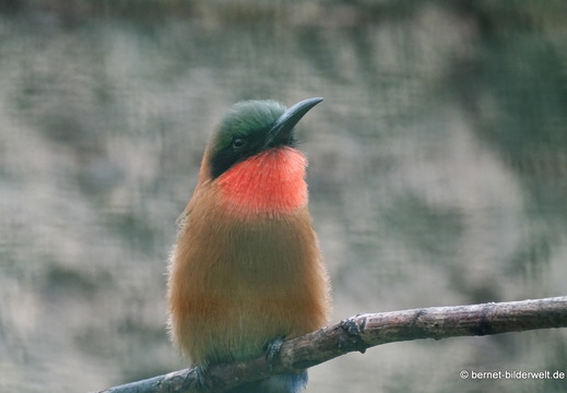 26-08-09-walsrode-vogelpark-042