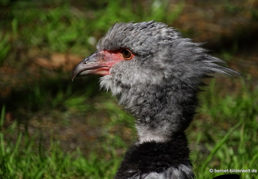 26-08-09-walsrode-vogelpark-081