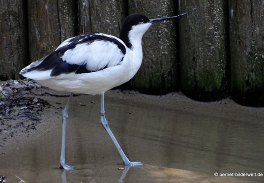 26-08-09-walsrode-vogelpark-087