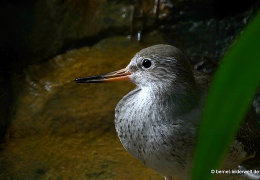 26-08-09-walsrode-vogelpark-044