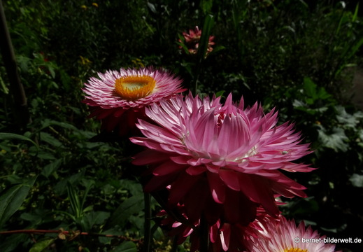 26-08-09-walsrode-vogelpark-113
