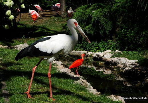 26-08-09-walsrode-vogelpark-124