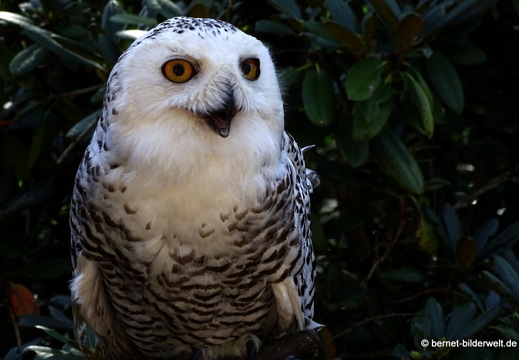26-08-09-walsrode-vogelpark-139