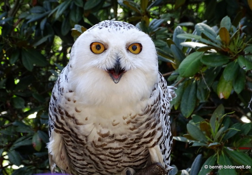 26-08-09-walsrode-vogelpark-140