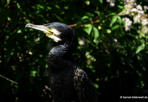 26-08-09-walsrode-vogelpark-159