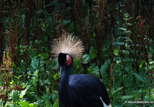 26-08-09-walsrode-vogelpark-160