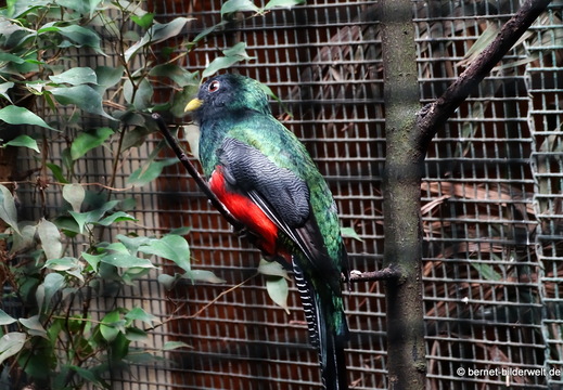 26-08-09-walsrode-vogelpark-168