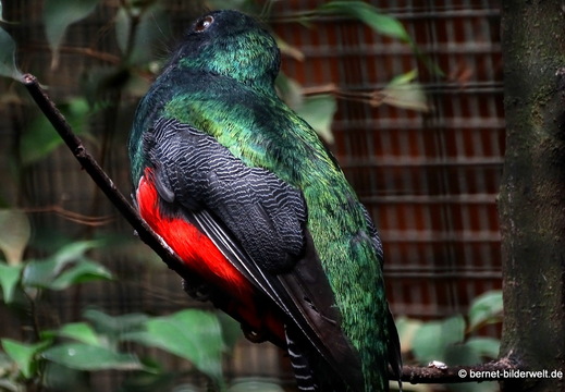 26-08-09-walsrode-vogelpark-169