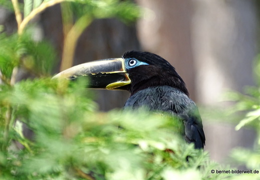 26-08-09-walsrode-vogelpark-173
