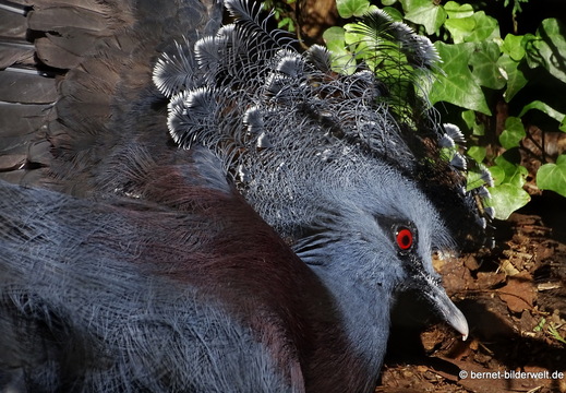 26-08-09-walsrode-vogelpark-175