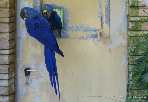 26-08-09-walsrode-vogelpark-178