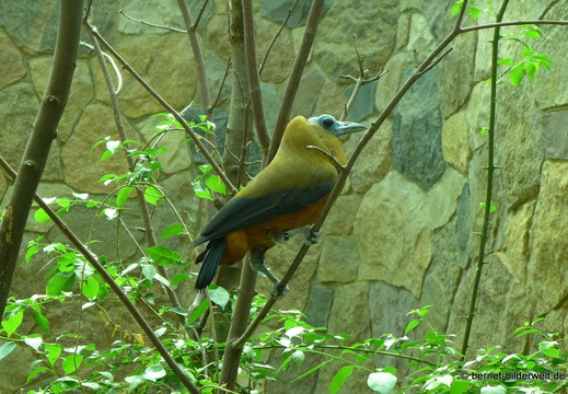 26-08-09-walsrode-vogelpark-188