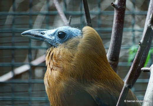 26-08-09-walsrode-vogelpark-190