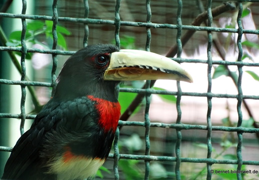 26-08-09-walsrode-vogelpark-197