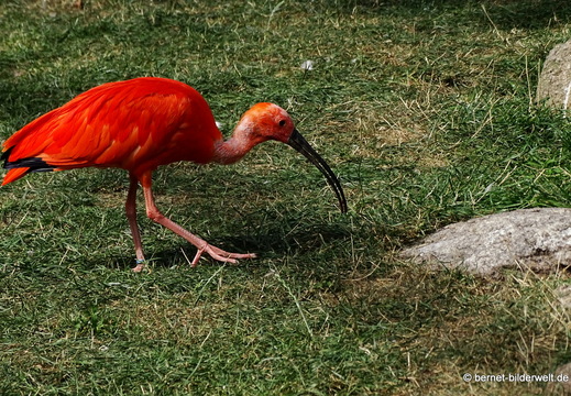 26-08-09-walsrode-vogelpark-216