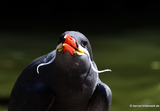 26-08-09-walsrode-vogelpark-222