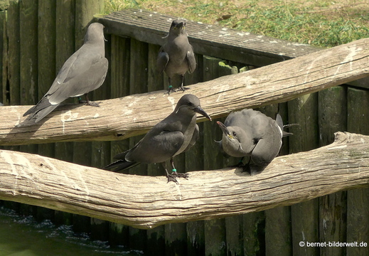 26-08-09-walsrode-vogelpark-225