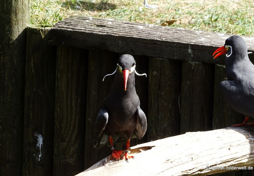 26-08-09-walsrode-vogelpark-236