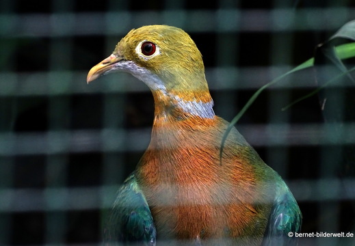 26-08-09-walsrode-vogelpark-perlen-fruchttaube-003