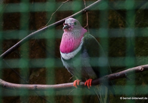 26-08-09-walsrode-vogelpark-rosenhals-fruchttaube-005