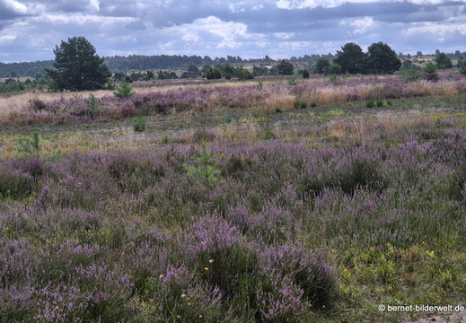 26-08-11-kutschfahrt-undeloh-wilsede-004