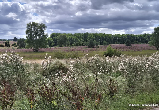 26-08-11-kutschfahrt-undeloh-wilsede-010