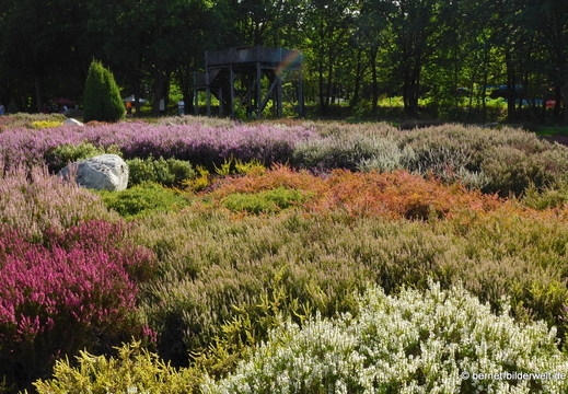 26-08-11-schneverdingen-heidegarten-017