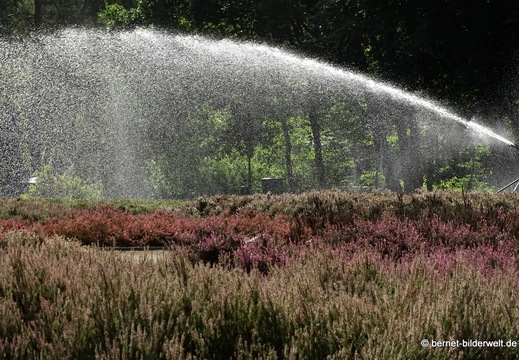 26-08-11-schneverdingen-heidegarten-037