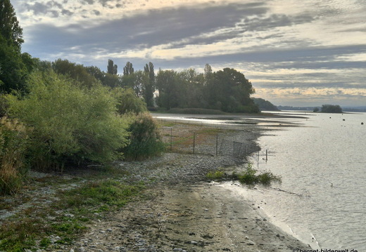 26-09-24-radolfzell-mettnau-niedrigwasser-002